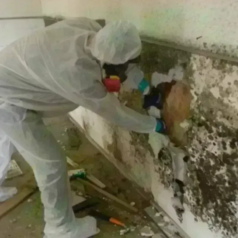 Mold Remediation and Removal in Lincolnton, GA